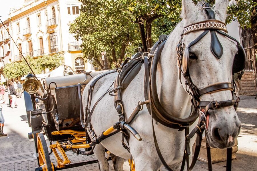 Seville: Authentic and Romantic Horse-Drawn Carriage Ride - Price and value: $118 per group up to 4, and how to think about it