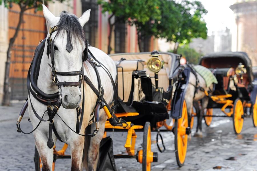 Seville: Authentic and Romantic Horse-Drawn Carriage Ride - What you’ll feel during the ride, not just where you go