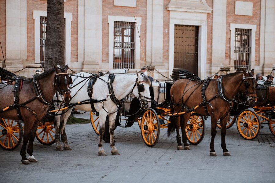 Seville Jewish Quarter walking tour: Santa Cruz District - Plaza de Doña Elvira: orange trees and the romantic side of Seville