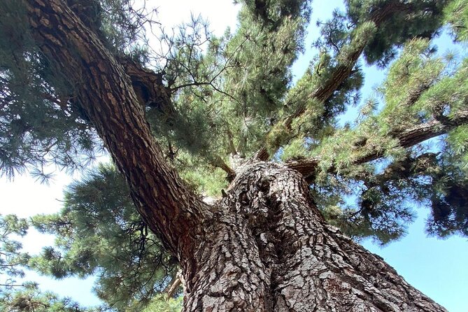 Small Group Teide National Park Volcanic and Forest Wonders - Mirador de Vilaflor: east Tenerife plus the smell of pines