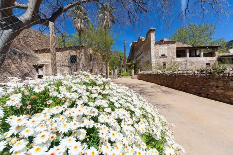 Sóller: Jardines de Alfabia Entrance Ticket - When to go: winter calm vs early spring bloom