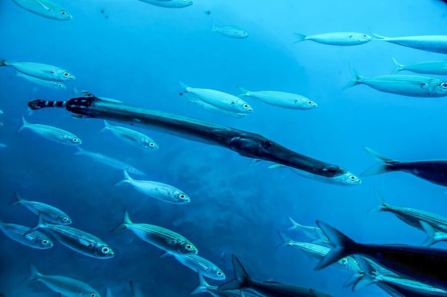 Southern Tenerife: 50-Minute Submarine Dive - Marine life highlights: sting rays, barracuda, octopus, and more