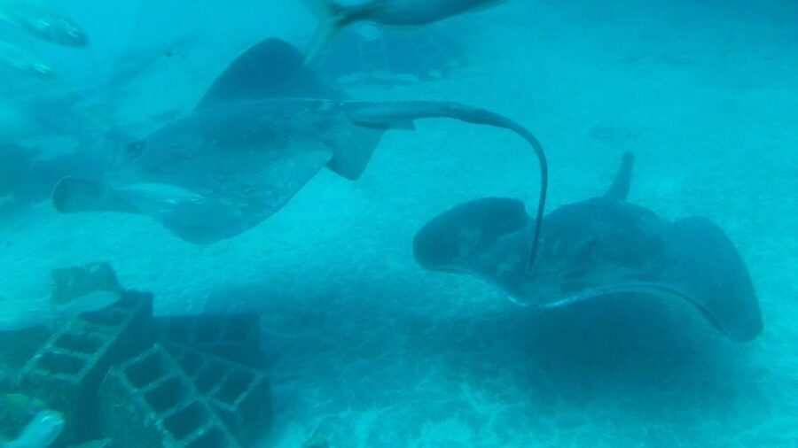 Southern Tenerife: 50-Minute Submarine Dive - Family-friendly, but manage the noise factor