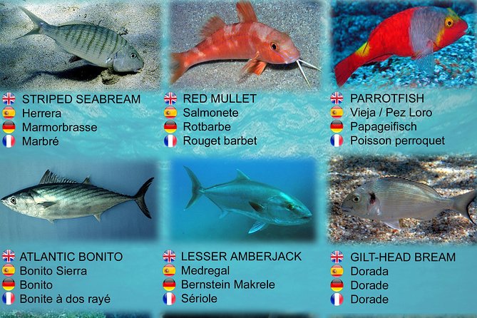 Submarine Safaris Lanzarote - The Lure of Shipwrecks and Marine Life, Without the Guesswork