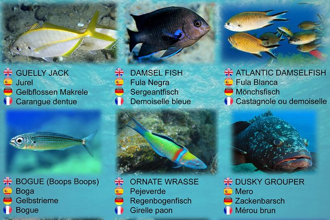Submarine Safaris Lanzarote - Weather, Scheduling, and the Smoothness Goal