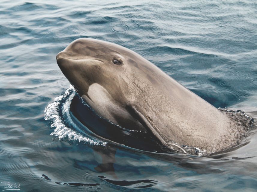 Tarifa: Whale & Dolphin Watching in the Strait of Gibraltar - Key takeaways before you go