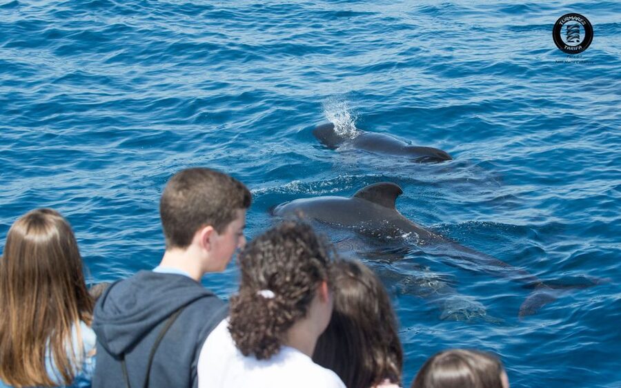 Tarifa: Whale & Dolphin Watching in the Strait of Gibraltar - Who this trip is best for, and who might want another option