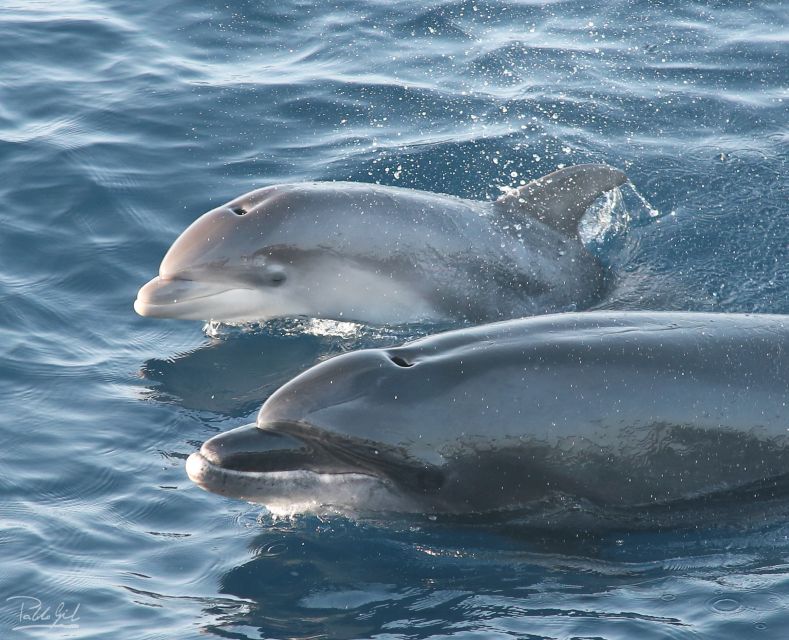 Tarifa: Whale & Dolphin Watching in the Strait of Gibraltar - Tarifa and the Strait of Gibraltar: where “maybe” turns into “there it is”