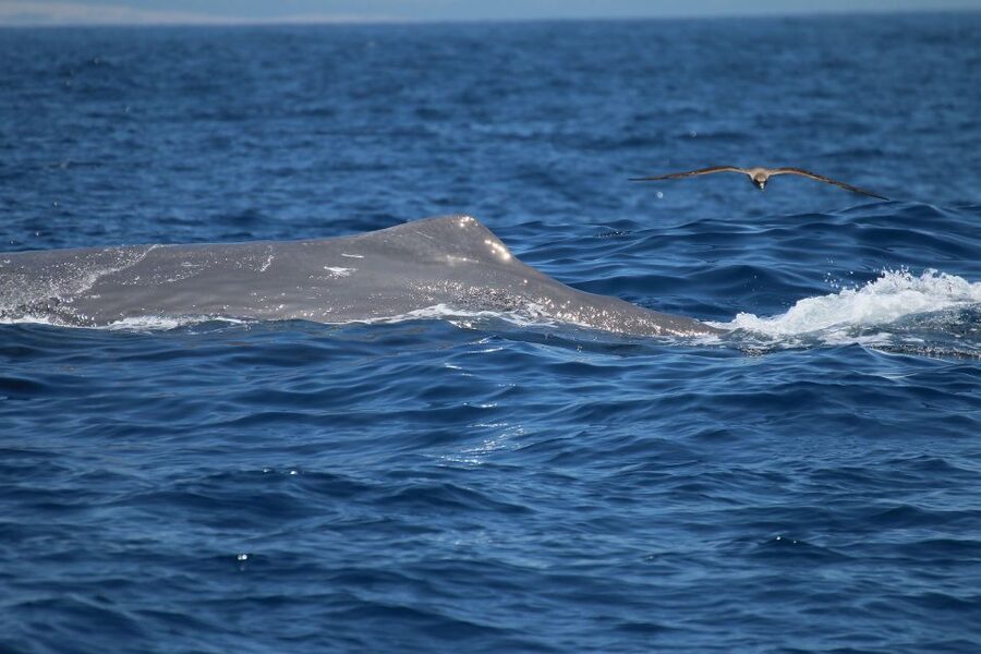 Tarifa: Whale & Dolphin Watching in the Strait of Gibraltar - Species odds you can actually plan around