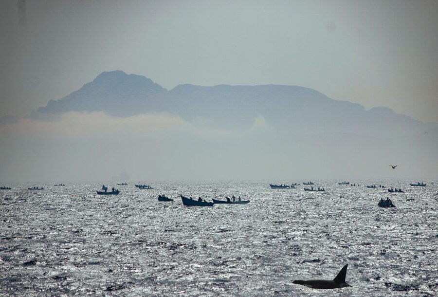 Tarifa: Whale & Dolphin Watching in the Strait of Gibraltar - How spotting works on deck, and how to help it go well