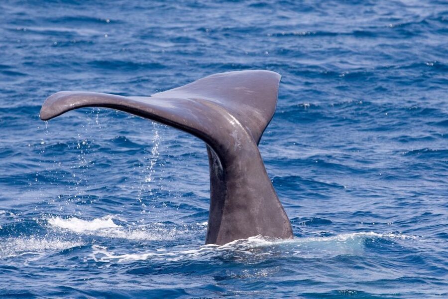 Tarifa: Whale & Dolphin Watching in the Strait of Gibraltar - The route experience: more than just whales