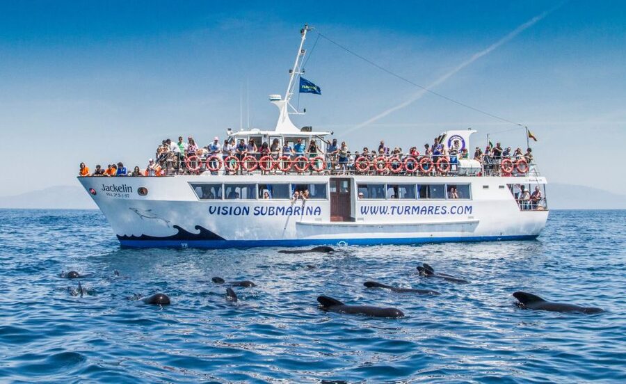 Tarifa: Whale & Dolphin Watching in the Strait of Gibraltar - What you learn: guide style, species context, and real education