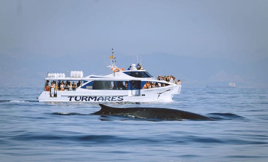 Tarifa: Whale & Dolphin Watching in the Strait of Gibraltar - Price and value: is $53 for two hours worth it?