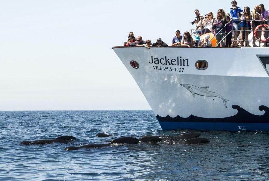 Tarifa: Whale & Dolphin Watching in the Strait of Gibraltar - Packing and rules that keep the trip comfortable