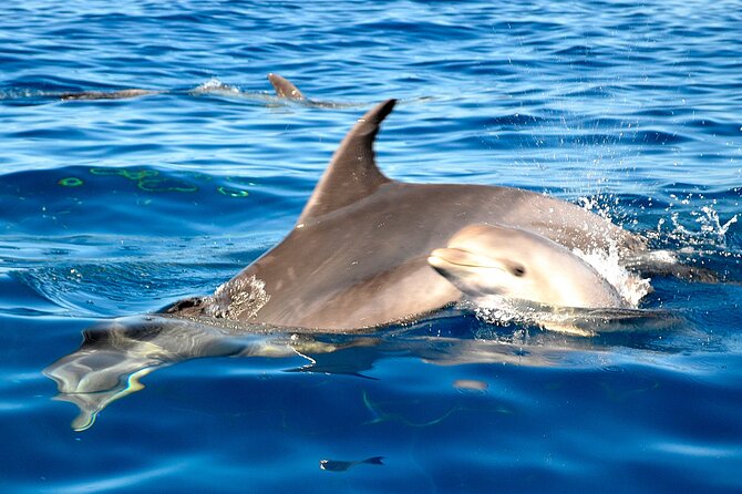 Tenerife 3-Hour Discover Whales and Dolphins - Food, drinks, and the value of not rushing everything
