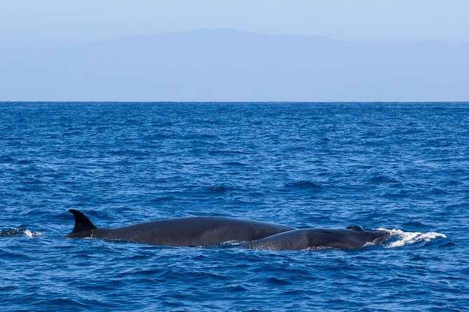 Tenerife 3-Hour Discover Whales and Dolphins - Seasickness and comfort tips you can actually use