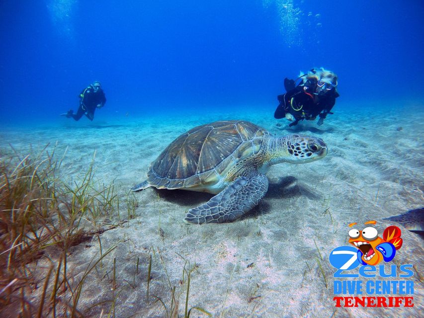 Tenerife: Abades Beach Beginner Diving Experience - Key Things That Make Abades Beginner-Friendly