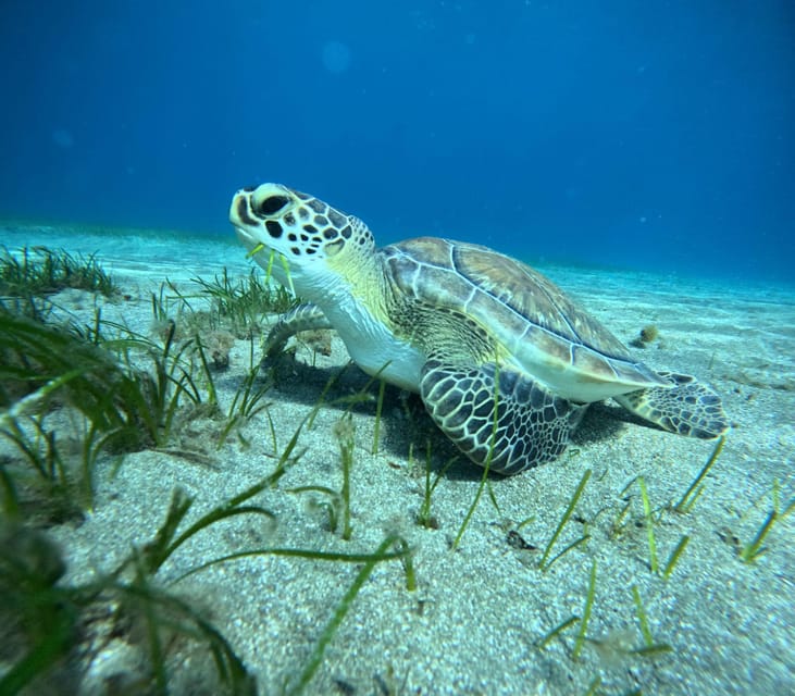 Tenerife: Abades Beach Beginner Diving Experience - Tips I’d Use to Get the Best Day Out of It