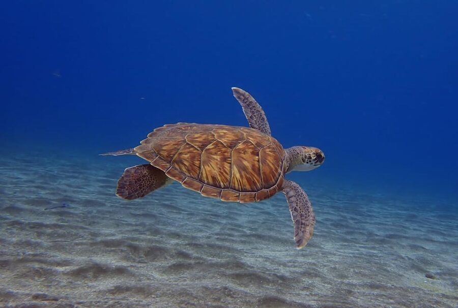 Tenerife: Abades Beach Beginner Diving Experience - Why Abades Works So Well for First-Time Scuba in Tenerife
