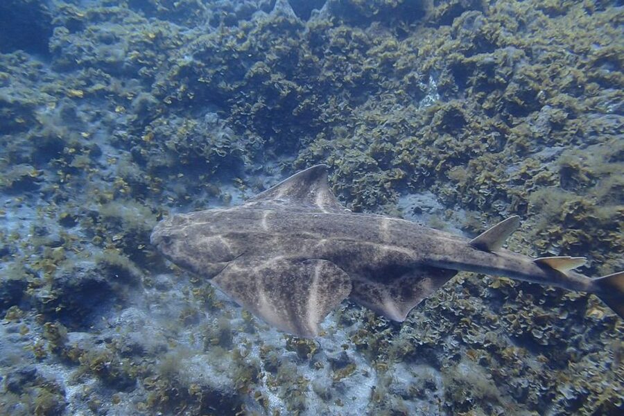 Tenerife: Abades Beach Beginner Diving Experience - Safety Briefing and the Moment You Start Breathing Underwater