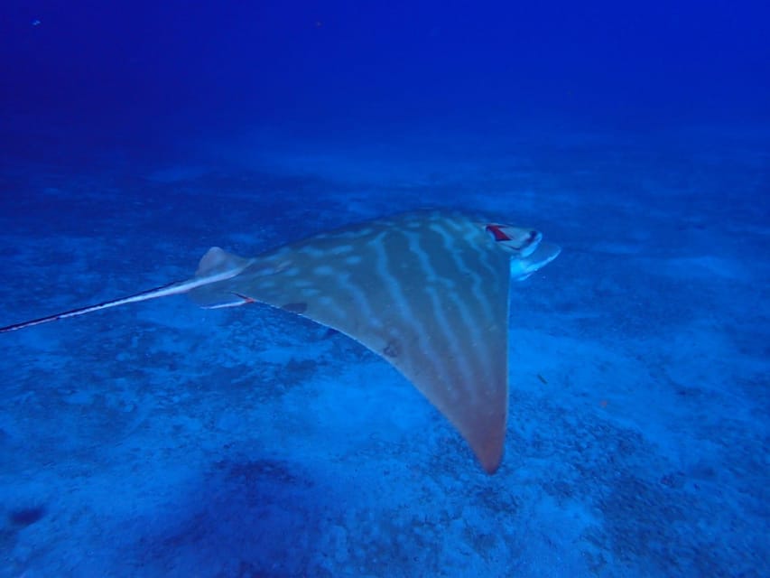 Tenerife: Abades Beach Beginner Diving Experience - The 40 Minutes Underwater: House Reef, Fish Schools, and Possible Turtles