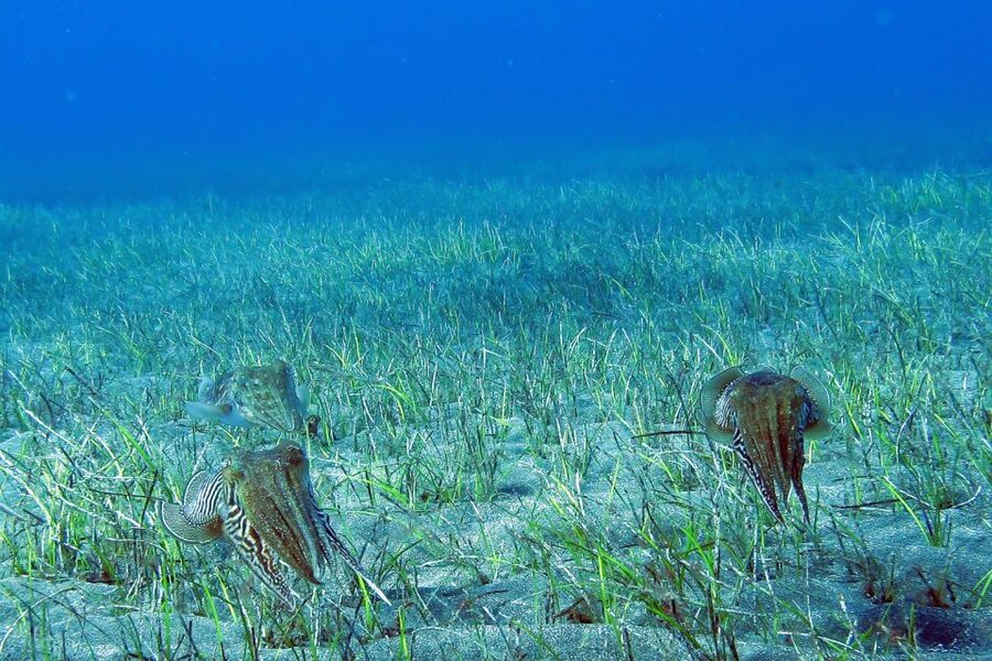 Tenerife: Abades Beach Beginner Diving Experience - Beach Break and Snorkeling Time You Can Use to Explore More