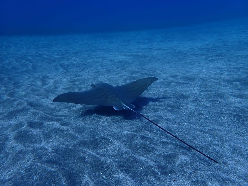 Tenerife: Abades Beach Beginner Diving Experience - Before You Go: Health Forms and Rules You Must Follow