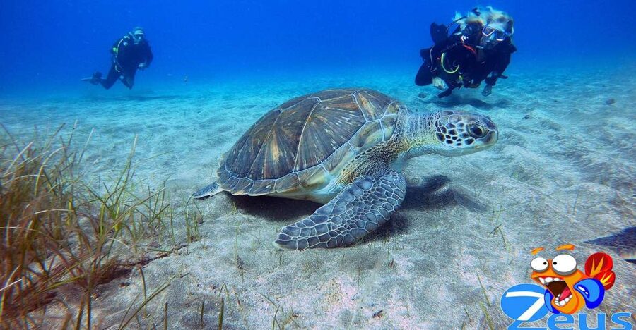 Tenerife: Abades Beach Beginner Diving Experience - Pickup Around South Tenerife, Then Straight to Equipment