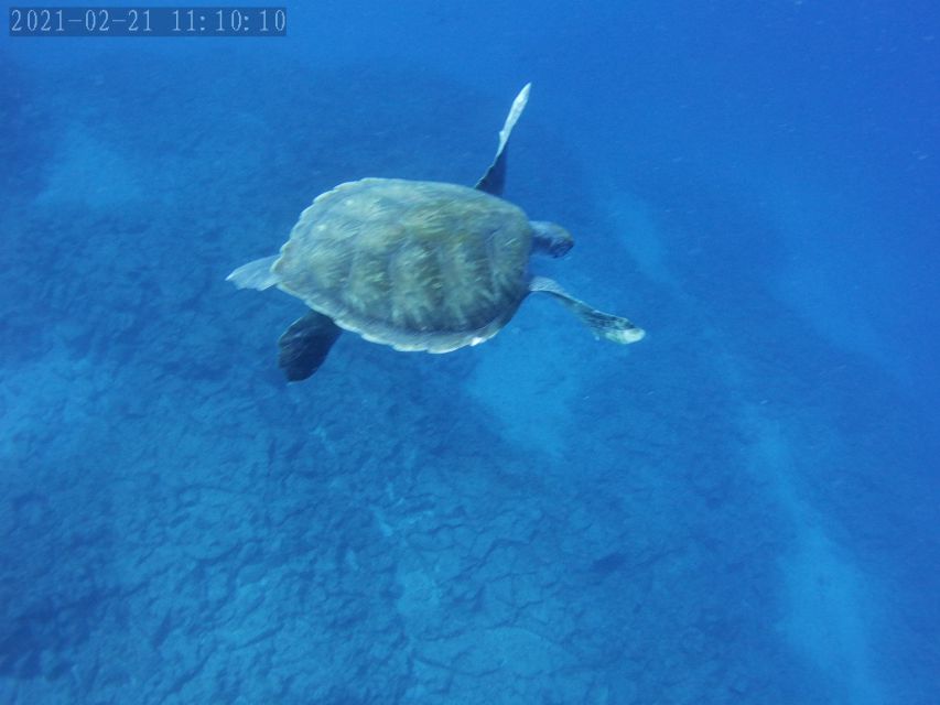 Tenerife: Beginner's Dive at a Spot with Turtle Sightings - What You Can See: Turtles, Rays, Moray Eels, Octopus, and More