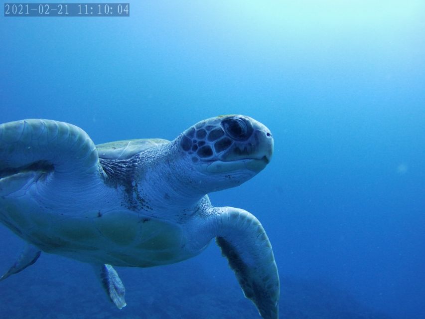 Tenerife: Beginner's Dive at a Spot with Turtle Sightings - Price and Value: What $82 Actually Buys You in Tenerife