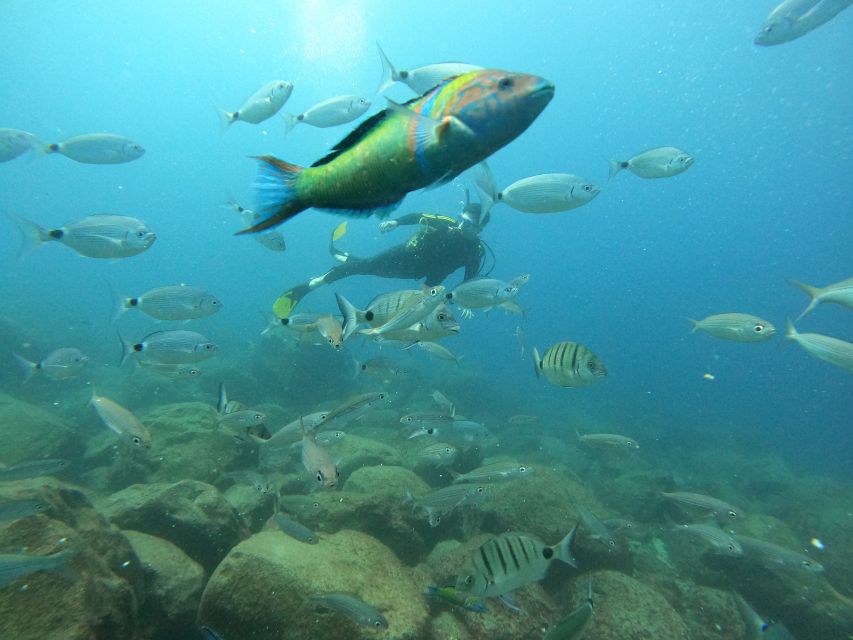 Tenerife: Beginners Scuba Dive Experience in Turtle Area - Quick decision guide: should you book this Tenerife beginner underwater experience?