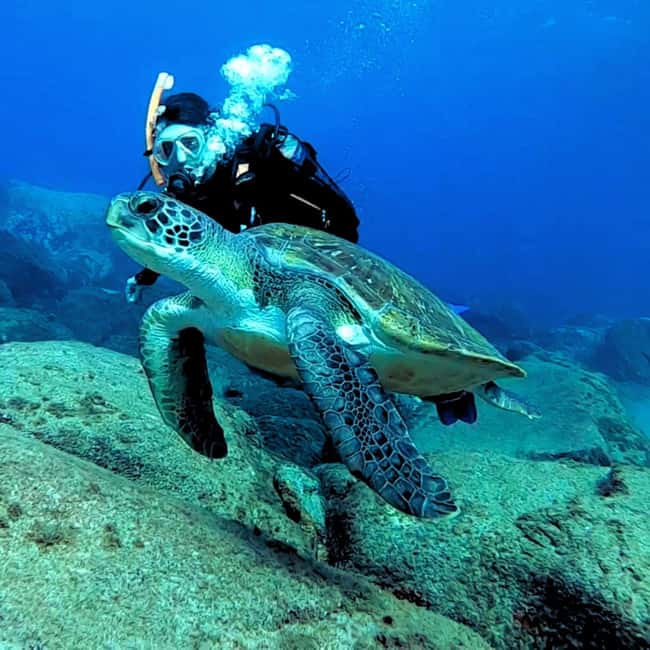 Tenerife: Beginners Scuba Dive Experience in Turtle Area - Costa Adeje meeting point and the 3-hour rhythm you need to know