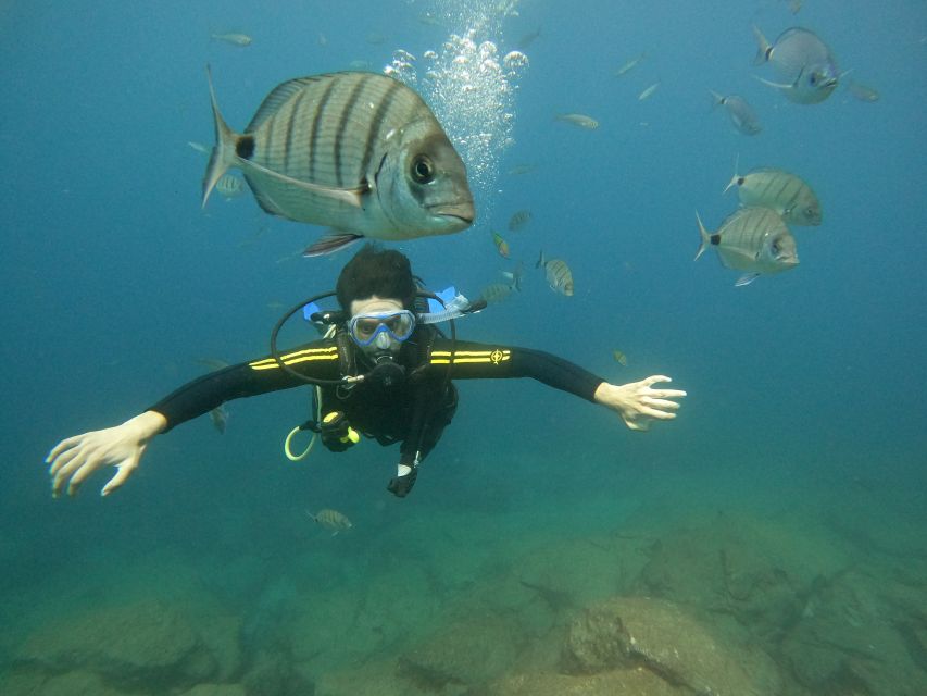 Tenerife: Beginners Scuba Dive Experience in Turtle Area - PADI coaching that keeps first-timers calm (names to look for)