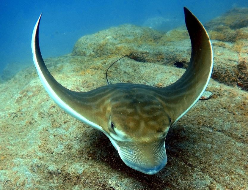 Tenerife: Beginners Scuba Dive Experience in Turtle Area - Turtle-area snorkeling: what you might see, and what to accept