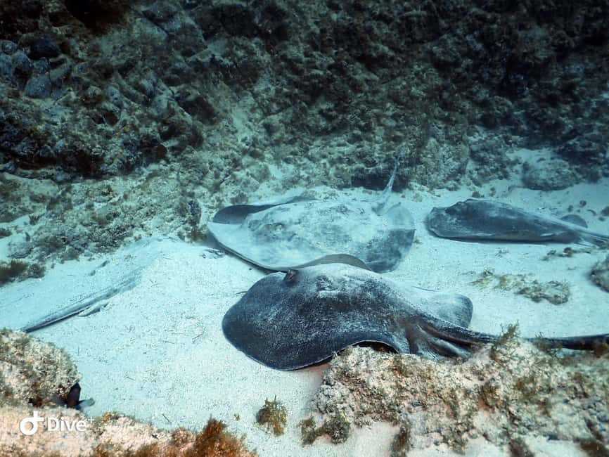 Tenerife: Beginners Scuba Dive Experience in Turtle Area - Who this is for, and who should think twice