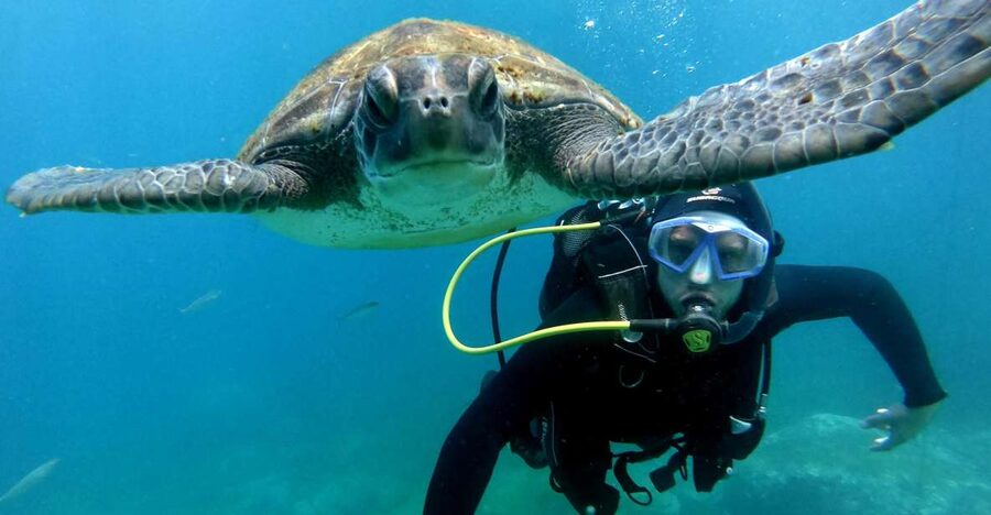 Tenerife: Beginners Scuba Dive Experience in Turtle Area - Stop-by-stop: what happens from briefing to snorkeling safari