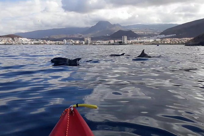 Tenerife by Kayak Adventure in small group - Snorkeling with turtles: what to do when the water changes