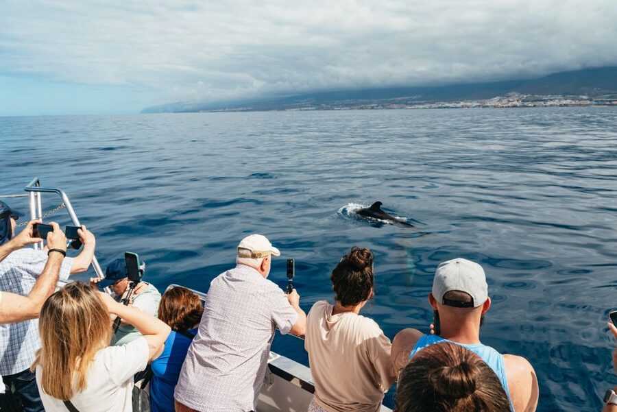 Tenerife: Eco-Yacht Whale and Dolphin Watching and Swimming - Who should book this eco-yacht whale and dolphin tour