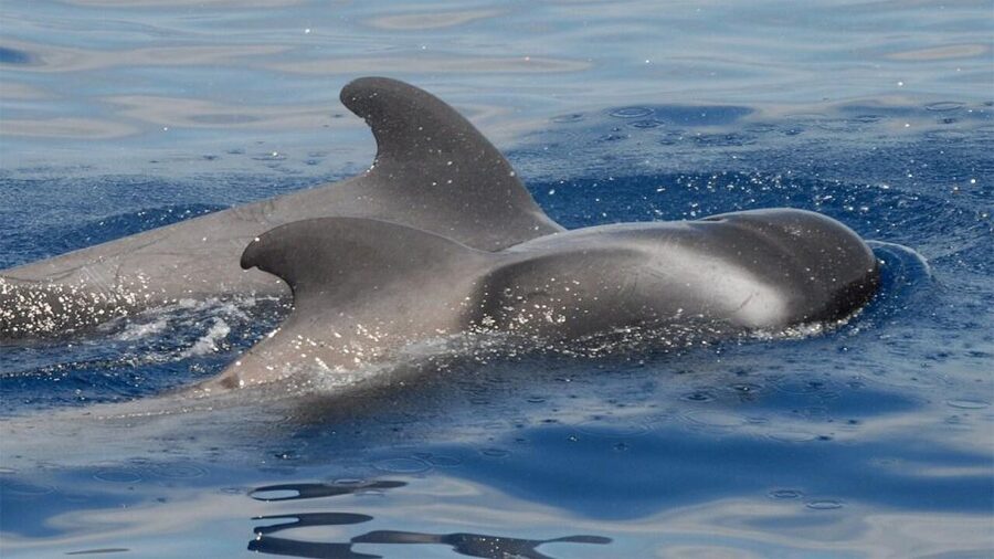Tenerife: Eco-Yacht Whale and Dolphin Watching and Swimming - Travelin Lady, the eco-yacht made for wildlife watching
