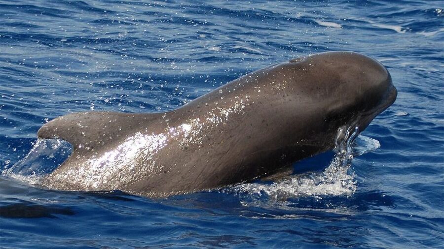 Tenerife: Eco-Yacht Whale and Dolphin Watching and Swimming - How the 90 minutes actually play out on the water