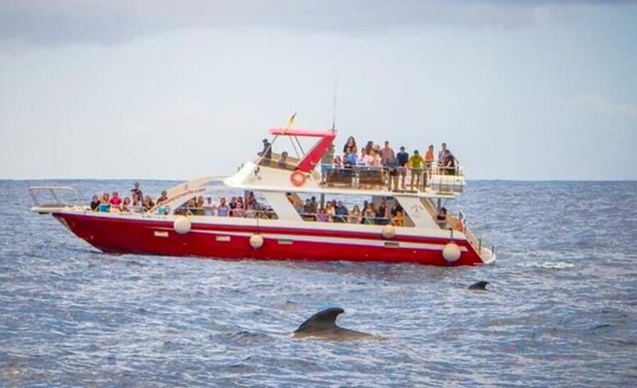 Tenerife: Eco-Yacht Whale and Dolphin Watching and Swimming - Comfort and motion sickness tips that are actually relevant