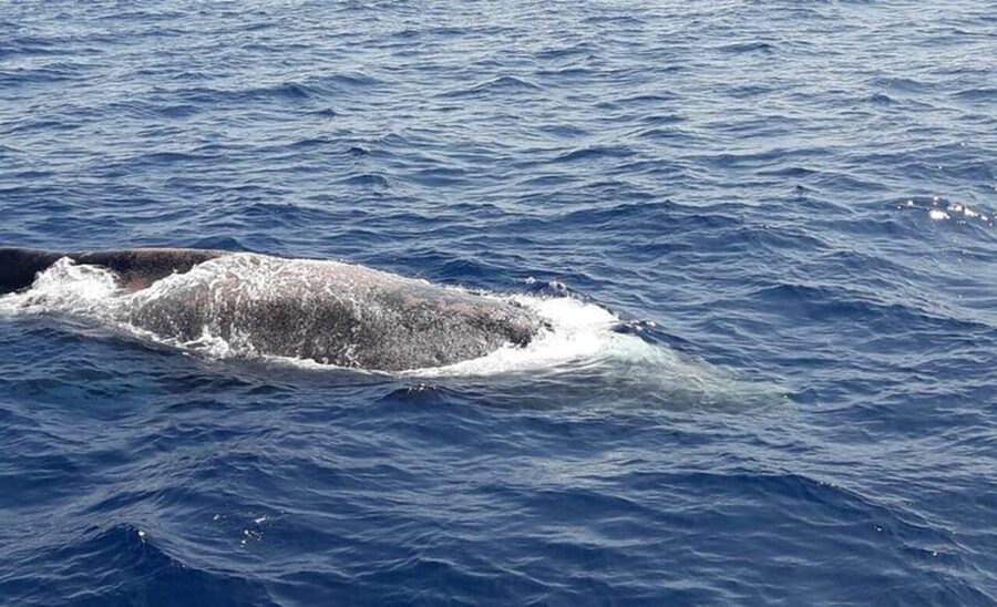 Tenerife: Eco-Yacht Whale and Dolphin Watching and Swimming - Price: what about $13 gets you (and what it does not)