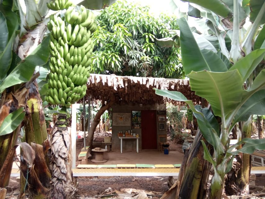 Tenerife: Finca Las Margaritas Banana Plantation Experience - Key things I’d zoom in on