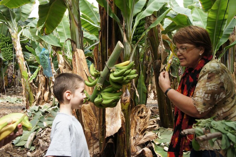 Tenerife: Finca Las Margaritas Banana Plantation Experience - Banana rows, paths, and your choice of guided or self-guided
