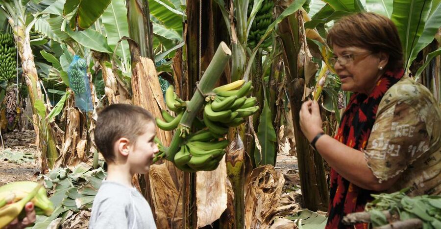 Tenerife: Finca Las Margaritas Banana Plantation Experience - The gofio moment: tasting the culture, not just the fruit