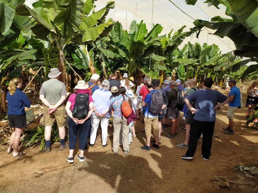 Tenerife: Finca Las Margaritas Banana Plantation Experience - El Cuartito tasting: bananas plus gofio-based bites
