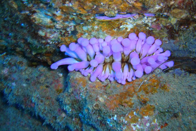 Tenerife First Time Scuba Dive – Turtle Habitat, Small Groups - The Pre-Water Lesson: Paperwork, Safety, and Calm Explanations