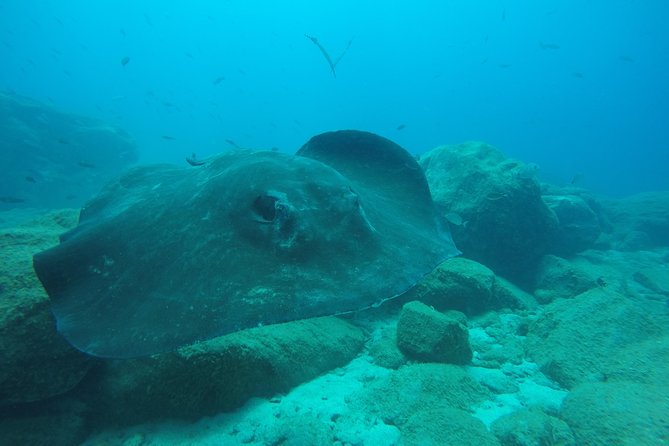 Tenerife First Time Scuba Dive – Turtle Habitat, Small Groups - Snorkeling Safari for About 30 Minutes in Warm Canary Waters