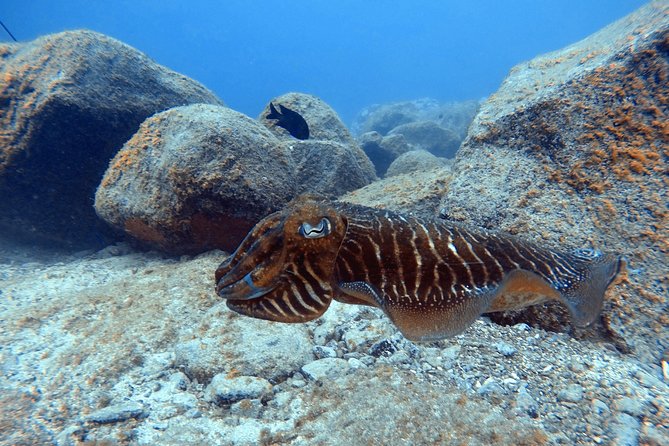 Tenerife First Time Scuba Dive – Turtle Habitat, Small Groups - Turtle Habitat Reality Check: Set Goals, Not Demands