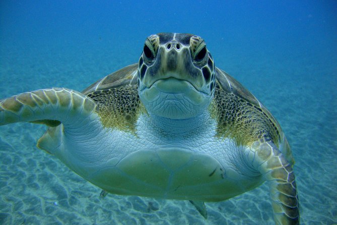 Tenerife First Time Scuba Dive – Turtle Habitat, Small Groups - Timing and Weather: Small Rules That Make Big Days Better